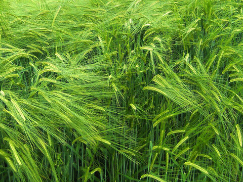 Hordeum vulgare or Barley field image.