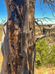 Naklejka premium Fire-scorched tree in a park after a wildfire. No people. Climate change concept.