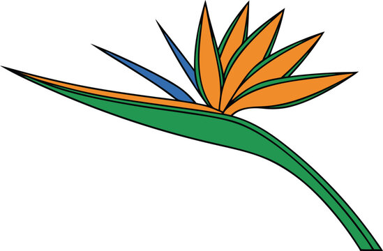 Bird Of Paradise Flower Tropical Illustration. Exotic Bird Of Paradise Floral Design. Bird Of Paradise Bloom Botanical Artwork. Tropical Bird Of Paradise Garden Element. Bird Of Paradise Flower