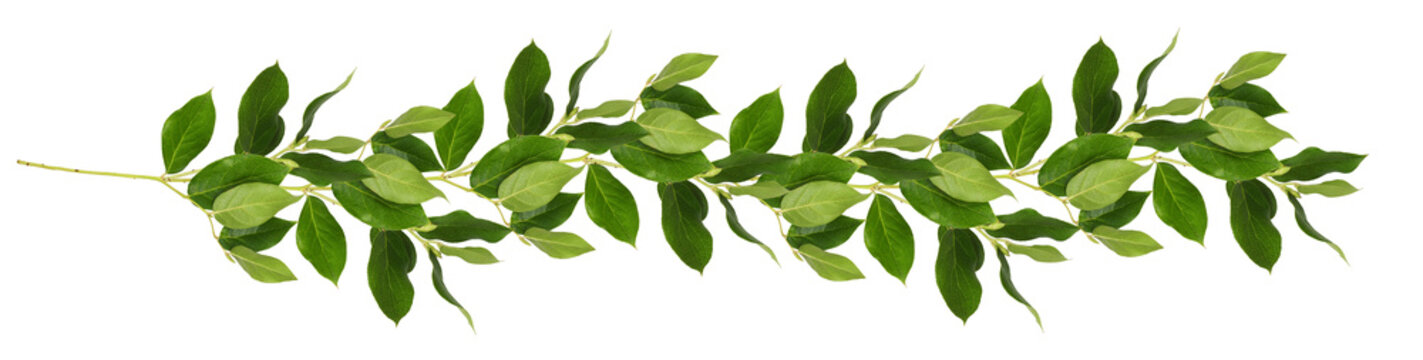 Fresh twig with green leaves in floral garland isolated on white. or transparent background