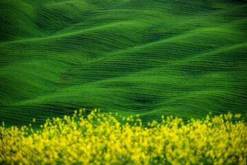 Fototapeta premium Rolling green hills of Val d'Orcia in Tuscany Italy with yellow spring wildflowers in blurred foreground and agricultural furrows creating a rhythmic pattern under soft morning light. Ideal for travel