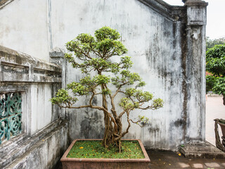 Traditional Vietnamese landmarks with intricate architecture, lush trees, and vibrant flowers....