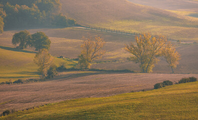 Fototapeta premium Tuscan rolling hills autumn landscape with golden trees, Asciano, Italy.