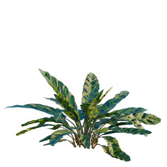 Fototapeta premium Calathea insignis tree, elevation, front view, cutout, transparent background, isolate, Lush Green Ferns - Detailed Botanical Illustration for Nature and Design Projects