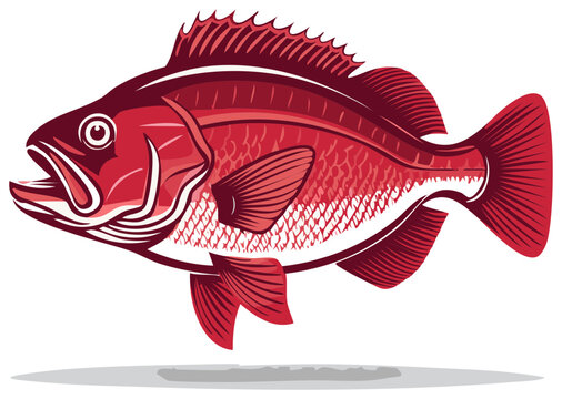 Stylized red snapper fish vector graphic for seafood restaurant menus or fishing sport logos