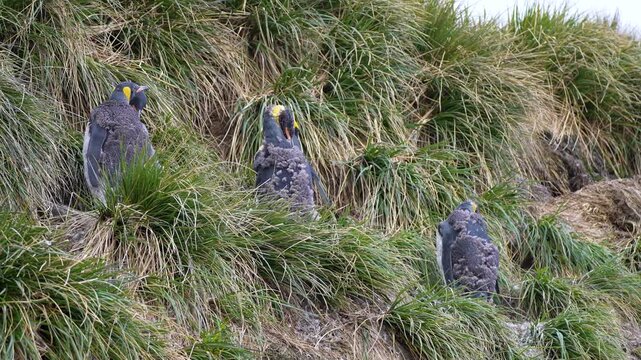 Close-up of several king penguins during molting with patchy feathers, showing partial feather loss and natural seasonal change in a South Georgia wildlife colony setting.