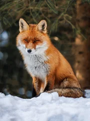 Red Fox Portrait Sitting in Snowy Forest, Winter Wildlife Close-Up With Natural Fur Detail © szaboerwin