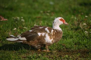 Obraz premium Muscovy duck walking on green grass
