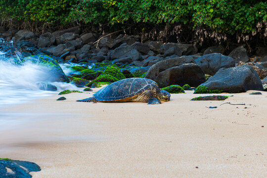 Green sea turtle resting on Laniakea Beach sands
