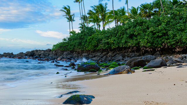 Green sea turtle resting on Laniakea Beach sands
