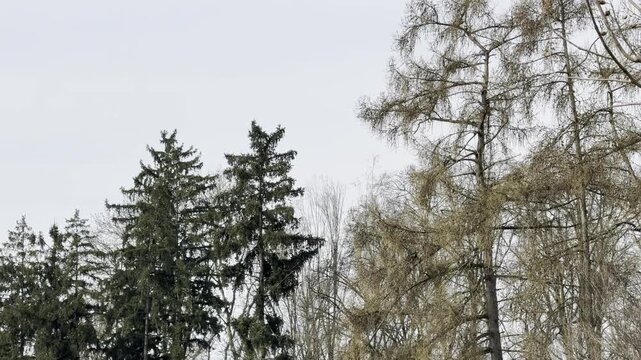 police helicopter flying over countryside