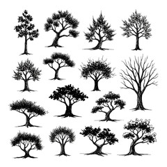 Obraz premium Majestic Woodland Canopy and Tall Vertical Forest Study, Hand Drawn Set of Densely Grouped Trees with Detailed Foliage Textures and Shaded Trunks Vector Illustration