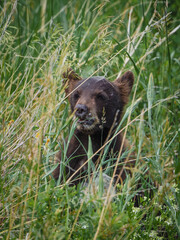 brown bear cub © Sandrine