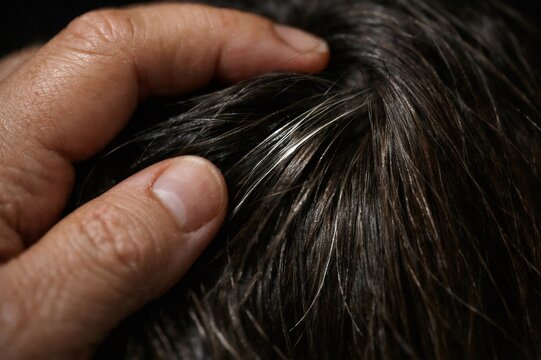 Hand parting dark hair to reveal distinct gray roots and strands, a close up of natural aging and textured scalp showing contrast, maturity, and quiet transformation