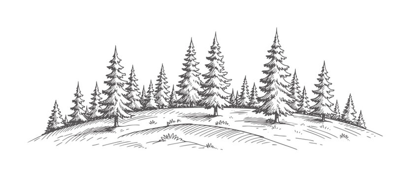 Hand drawn of evergreen forest a rolling hill trees nature