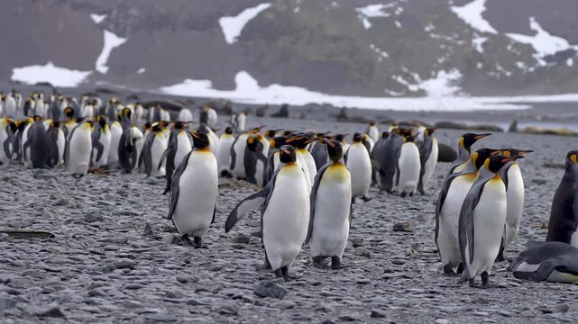King penguin colony on a rocky beach near water with snowy mountains in the background, showing a dramatic subantarctic landscape and dense wildlife gathering in South Georgia.