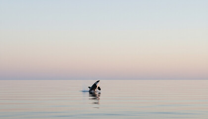 Fototapeta premium Single orca breaching in calm ocean, minimalist composition, vast negative space, soft pastel sky background