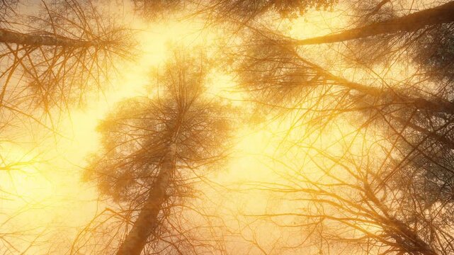 Fantasy Forest Moving Under Trees In Golden Glow