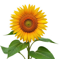 Obraz premium A vibrant sunflower with bright yellow petals and a brown center blooming in nature