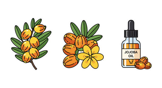 yellow kukui nuts with leaves and oil bottle flat lay illustration