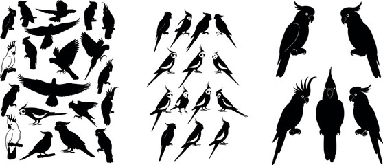 Silhouette Bird Collection Featuring Cockatoos, Parrots, and Hawks for Animal Illustration, Nature Designs, and Wildlife Projects © MdMojnu