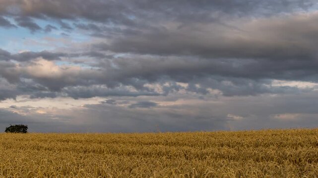 Dramatic Time-lapse of Golden Wheat Field Under Stormy Sky 4K UHD