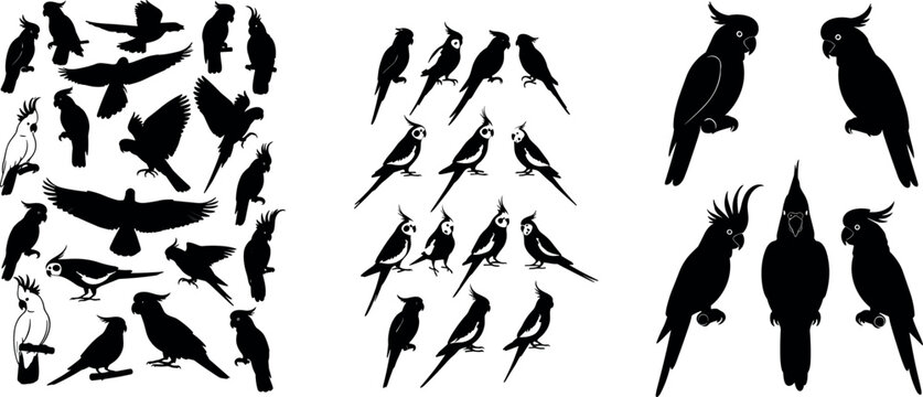 Silhouette Bird Collection Featuring Cockatoos, Parrots, and Hawks for Animal Illustration, Nature Designs, and Wildlife Projects