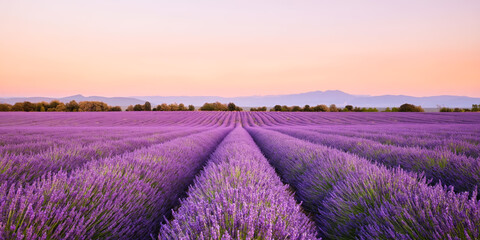Fototapeta premium Endless rows of blooming lavender field stretching toward mountains under soft sunset sky