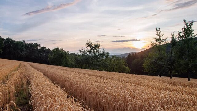 Beautiful 4K UHD Time-lapse of Clouds Moving Over Wheat Field at Sunset