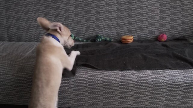 determined puppy trying to climb onto sofa but failing and walking away, cute small dog showing funny persistence and home behavior