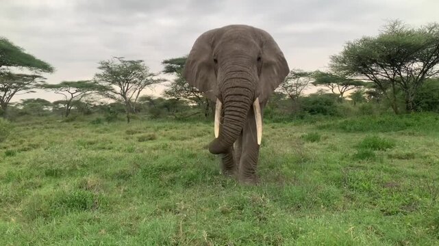 A majestic elephant roams freely in a serene savannah landscape under a cloudy sky in this stunning video.
