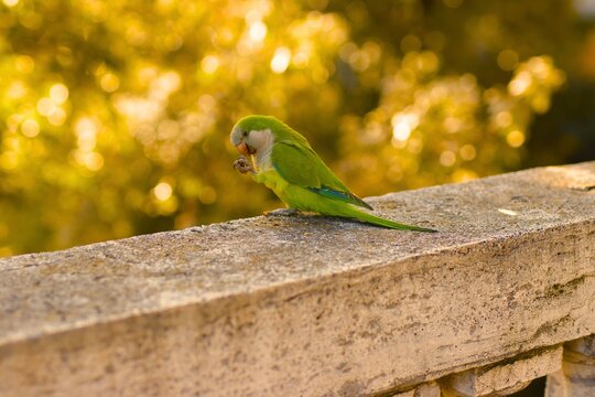 Un pappagallo romano a Villa Borghese
