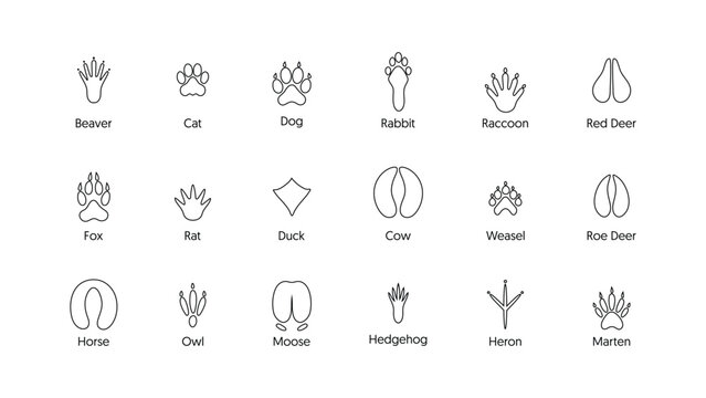 Animal Footprints Tracks Outline Icons Set Wildlife Paw Bird Hoof Stroke Trace Print Collection