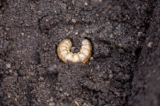Close view of a beetle larva in soil, showing insect grub in garden ground environment