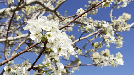 Naklejka premium White cherry blossom flowers on a tree branch. Bright sunny day, clear blue sky background. Concept of spring renewal, blooming nature, and freshness.