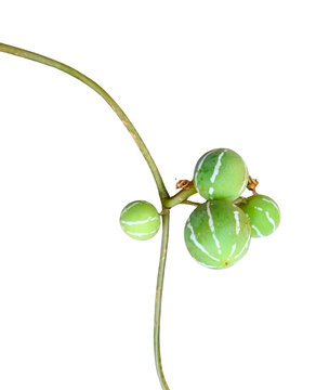 Herbal Diplocyclos Palmatus Fruit PNG - Transparent Isolated Shivlingi Seeds for Healthcare, Ayurveda, and Botanical Design. A high-resolution, transparent PNG of Diplocyclos palmatus fruits.
