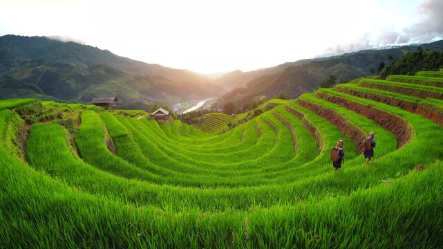 Hmong ethnic minority women walking on rice terraces in Mu Cang Chai, Yen Bai, Vietnam.