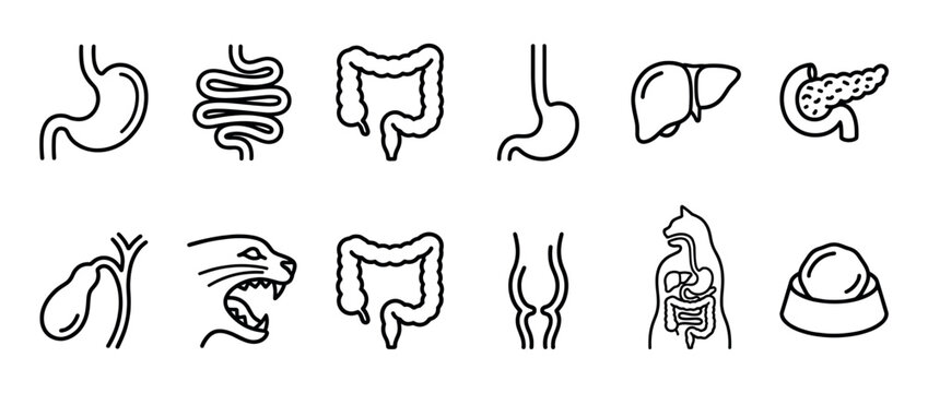 Collection of outline icons depicting various animal and human digestive organs, internal anatomy, and pet care items.