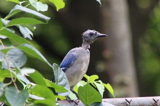molted blue jay