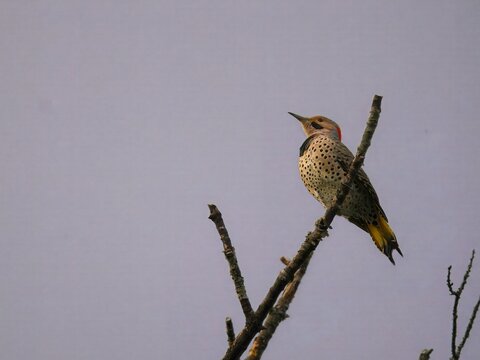 northern flicker perched
