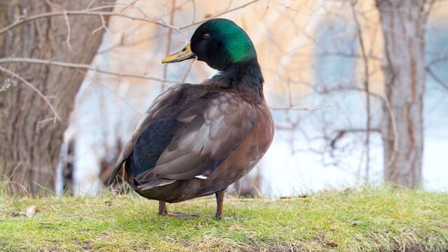 mellanistic mallard at the pond