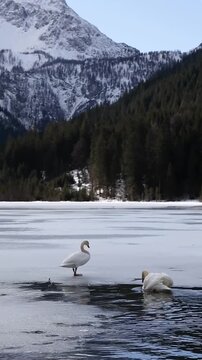 Vertical Shot of Two Mute Swans on Partially Frozen Lake in Austria. Jagersee with White Birds during Winter in Europe.