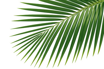Fototapeta premium Green palm leaf frond isolated on a transparent background, creating a tropical summer nature design element