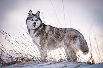 Magnificent husky standing amidst a snow-covered field adorned with dried grass on a serene winter day, displaying a playful expression with its tongue sticking out, creating a beautiful image. © Valetonchik