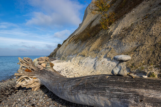 Abgest&uuml;rzter Baum mit Steinm&auml;nnchen an den Kreidefelsen von M&ouml;ns Klint in Seeland, D&auml;nemark.