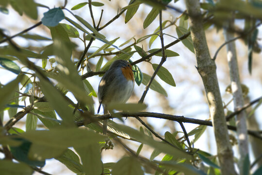 European robin (Erithacus rubecula) sitting on a tree branch in Zurich, Switzerland