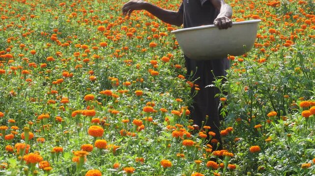 Marigold Flower Harvest in Field