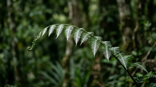 close up of silver Fern with forest background New Zealand