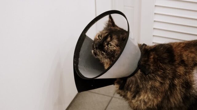 Domestic cat wearing Elizabethan collar licks looking at camera after medicine, injury, surgery, sterilization or castration. Pet treatment. Protective veterinary plastic cone. Animal health care. 4k.