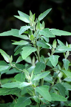 Lamb's quarters (Chenopodium album) grows in nature